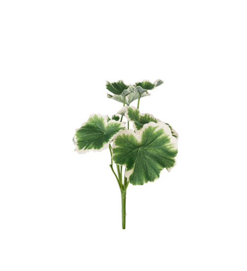 Geranium