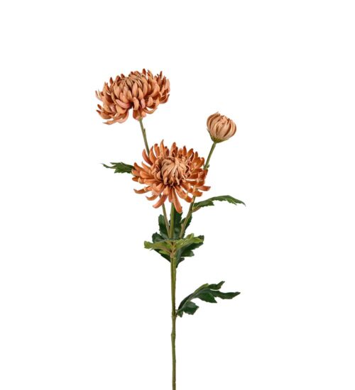 Chrysanthemum Beige 60cm