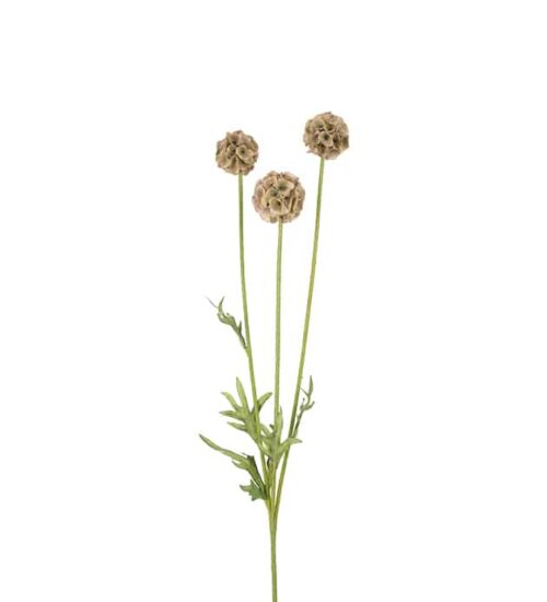 Scabiosa 60 cm grön