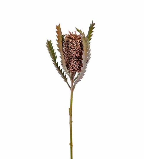 Banksia 60cm brun