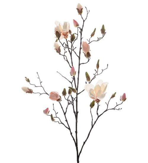 Magnolia Rosa 110 cm
