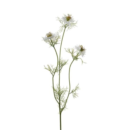 Nigella 60 cm vit