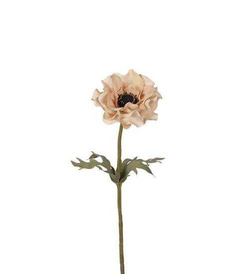 Anemone 50 cm beige