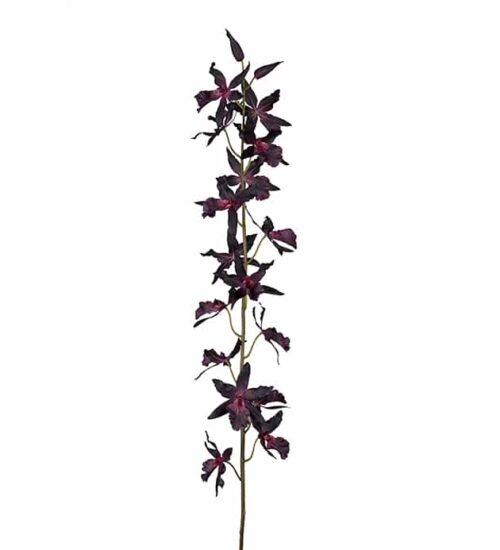 Oncidium burgundy 155cm