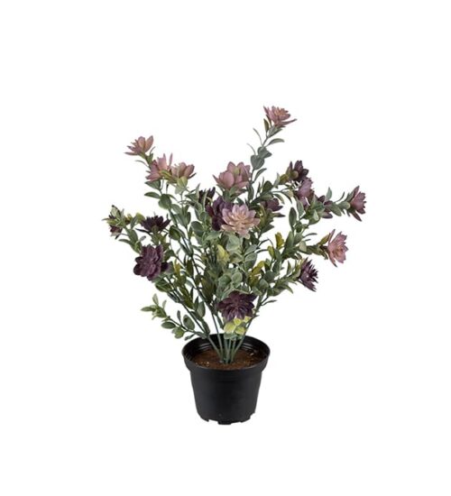 Succulent Lila i kruka