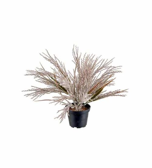 Pampasgräs brun i kruka