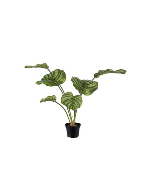 Calathea 55 cm grön