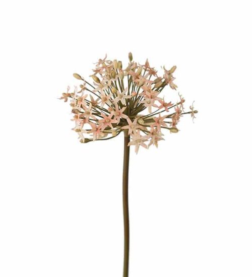 Allium rosa 50cm