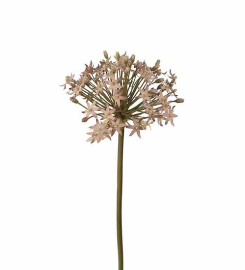 Allium Lila 50cm