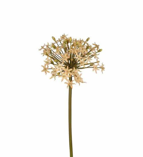 Allium beige 50cm