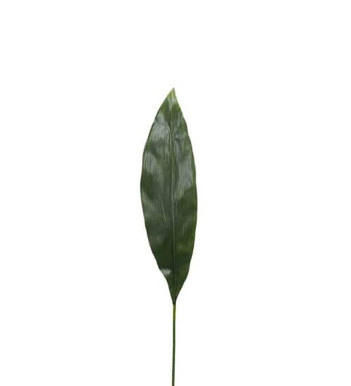 Aspidistra blad 75 cm grön