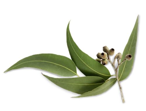 Essens Eucalyptus 100ml till bastu