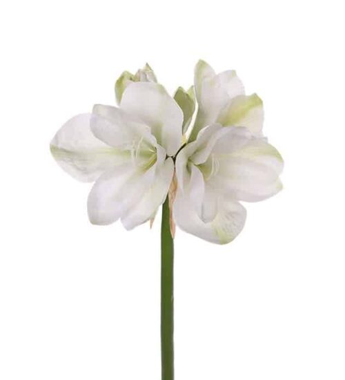 Amaryllis 75cm Vit
