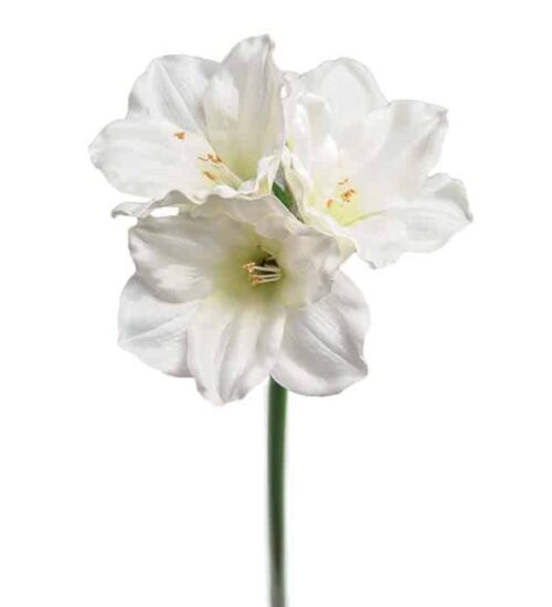 Amaryllis 65 cm Vit