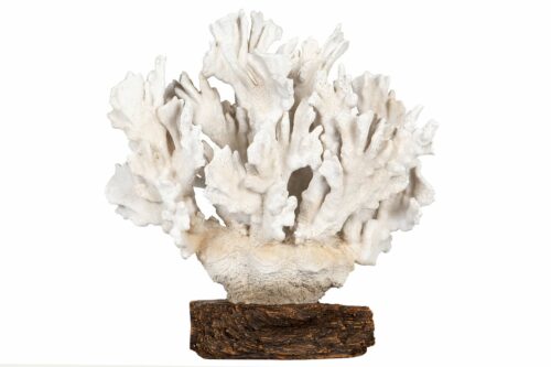Korall Gigant På Fot Vit