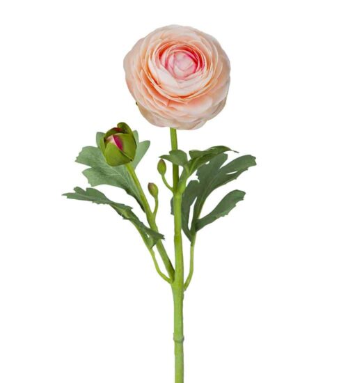 Ranuncel Aprikos 50cm