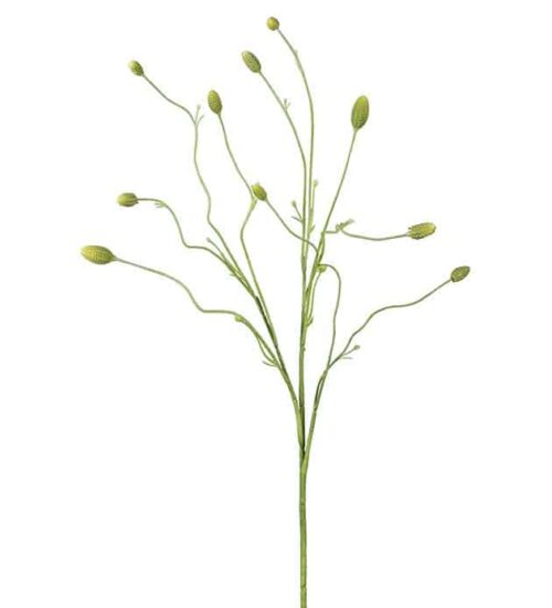 Pimpinell grön 80cm