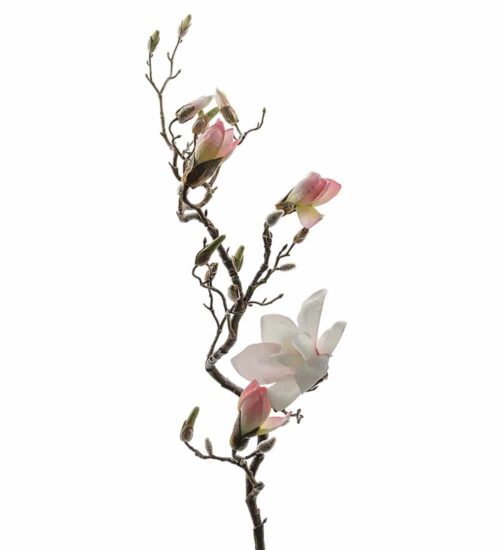 Magnolia Rosa 135cm