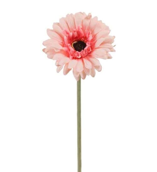 Gerbera