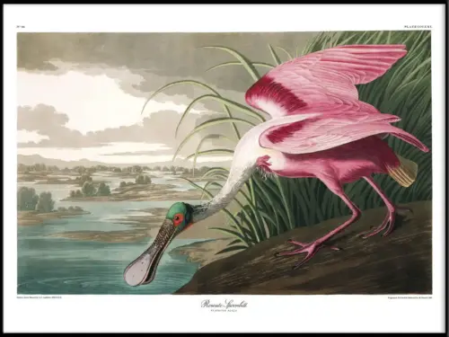 THE DYBDAHL COMPANY Roseate Spoonbill 50x70 Svart Ram