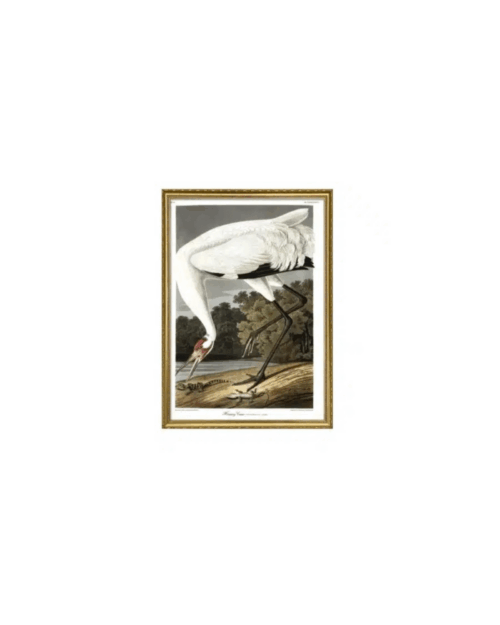 THE DYBDAHL COMPANY Hooping Crane 50x70 Guld Ram