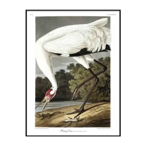 THE DYBDAHL COMPANY Hooping Crane 50x70 Svart Ram