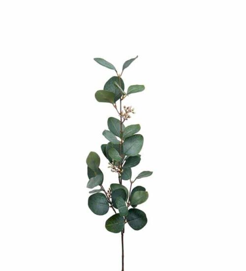Eucalyptus med bär 70cm
