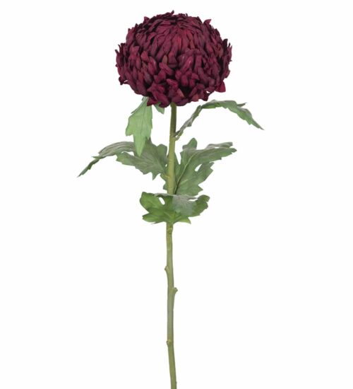 Chrysanthemum Burgundy 70cm
