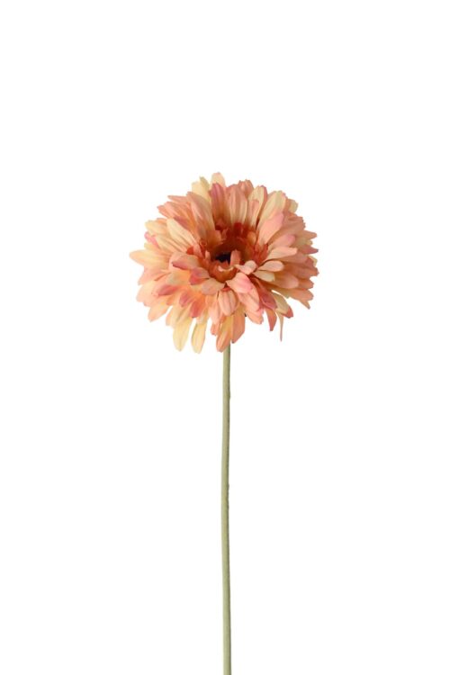 Gerbera orange 55cm