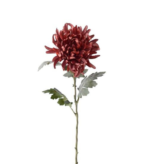 Chrysanthemum Brun 60cm