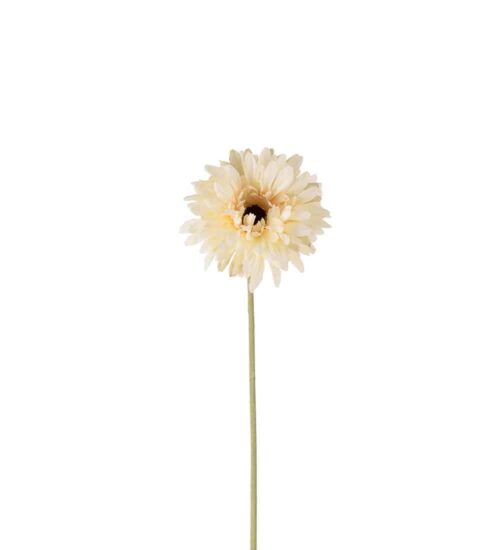 Gerbera Cream 55cm
