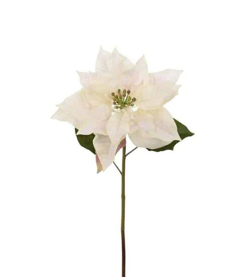 Julstjärna Cream 70cm