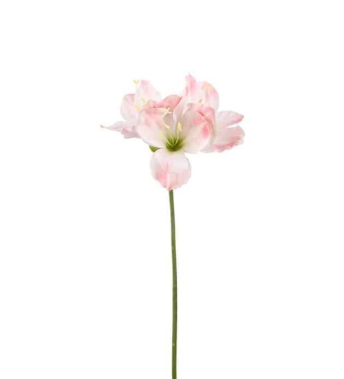 Amaryllis Rosa