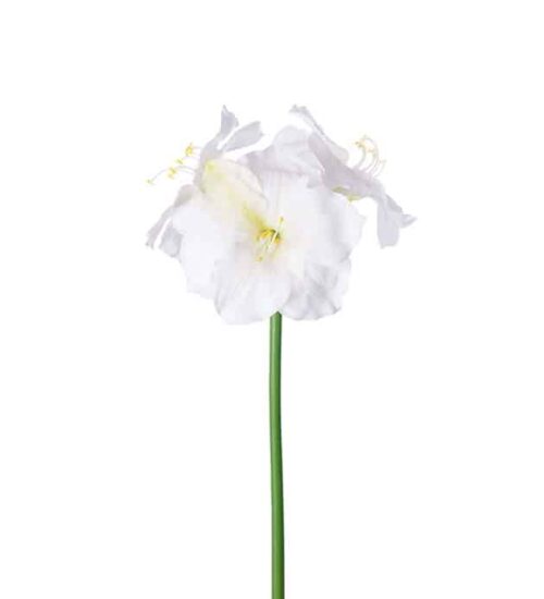 Amaryllis cream 65cm