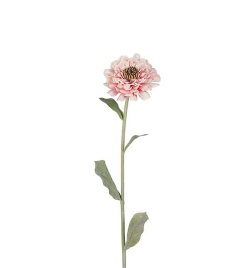 Zinnia 58cm Rosa