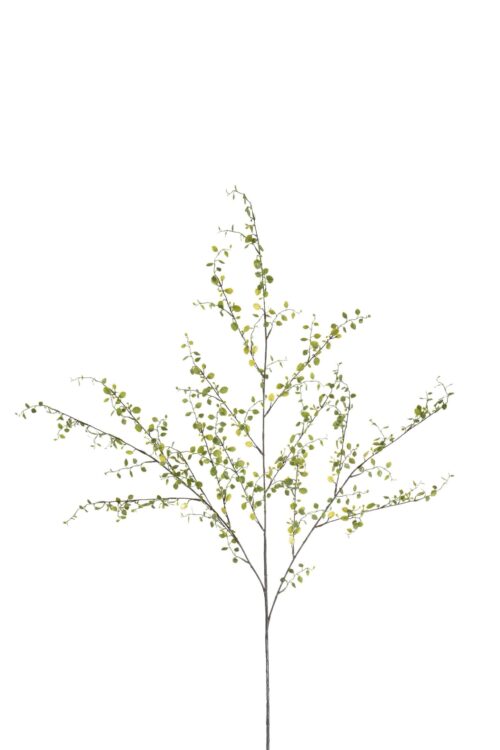 Muehlenbeckia Grön 100cm