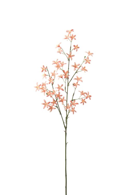 Saxifraga Persika 75cm