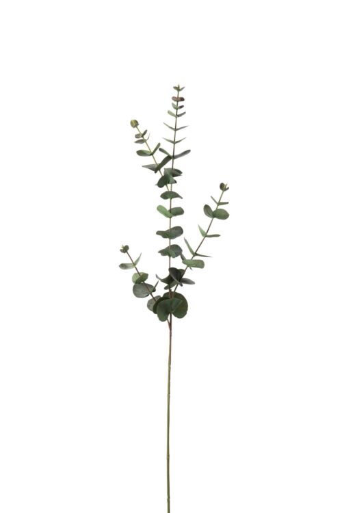 Eucalyptus Grå 80cm