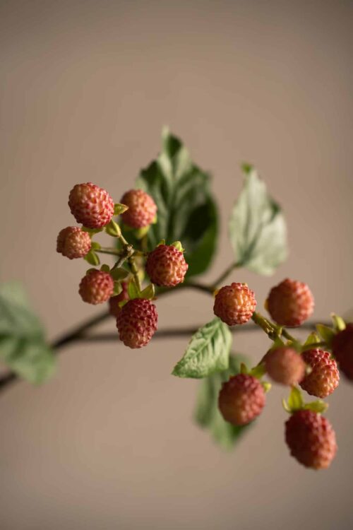 Mullbärskvist Rosa 65cm