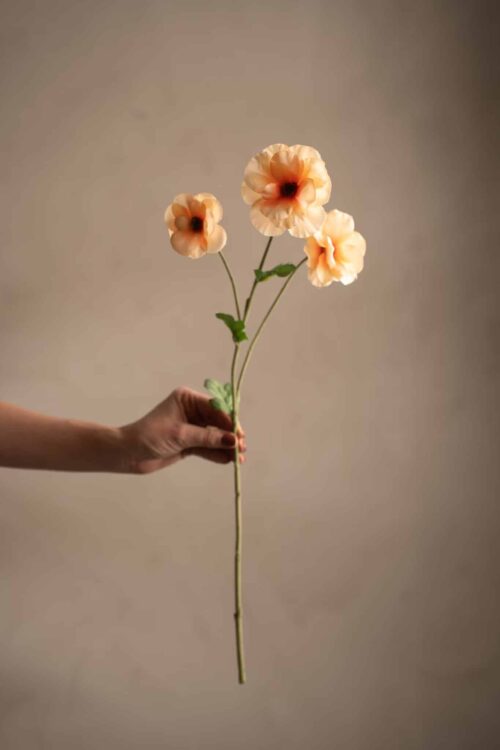 Japansk Ranuncel Persika 62cm