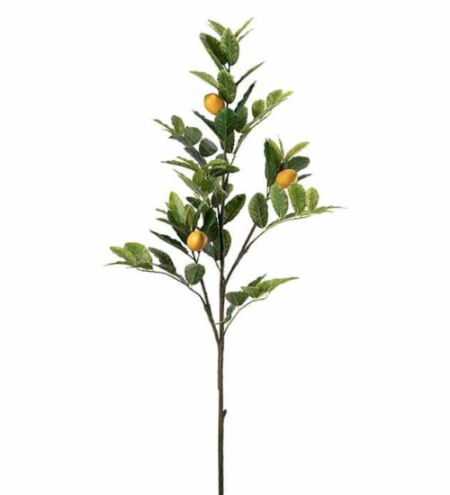 Citronkvist 120 cm