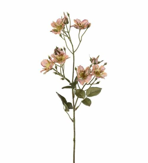 Japansk klätterros 65 cm