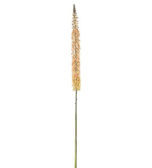 Eremurus 190 cm Persika