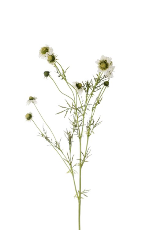 Scabiosa 120 cm vit