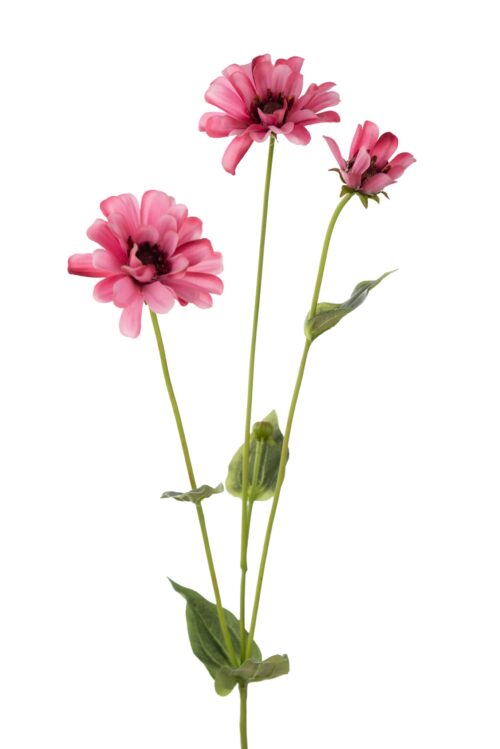 Zinnia 65 cm Rosa