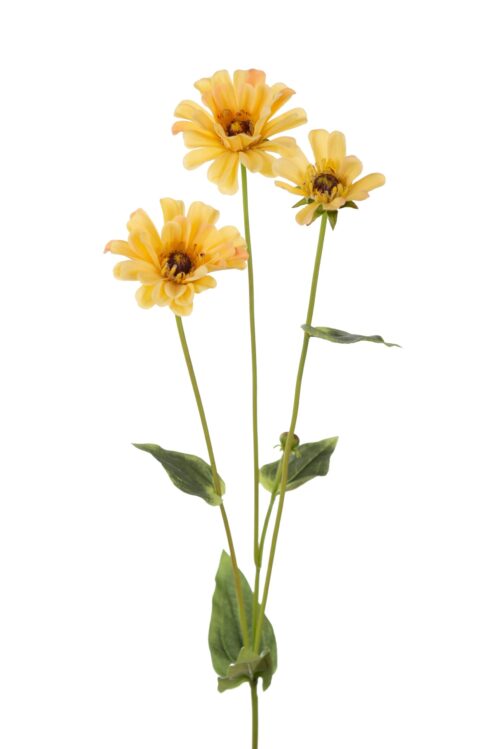 Zinnia 65 cm Gul