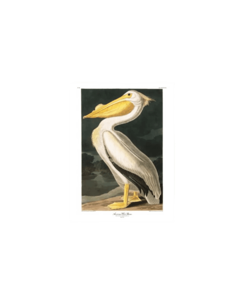 THE DYBDAHL COMPANY American White Pelican