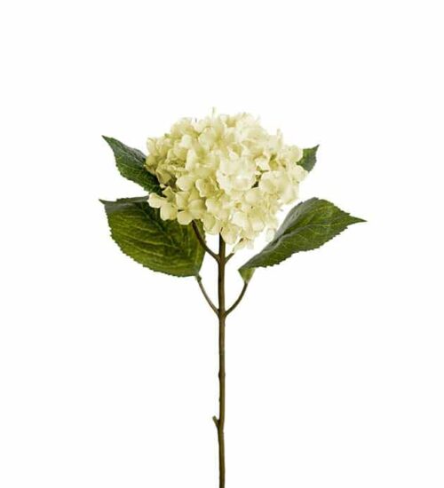 Hortensia 40 cm Vit