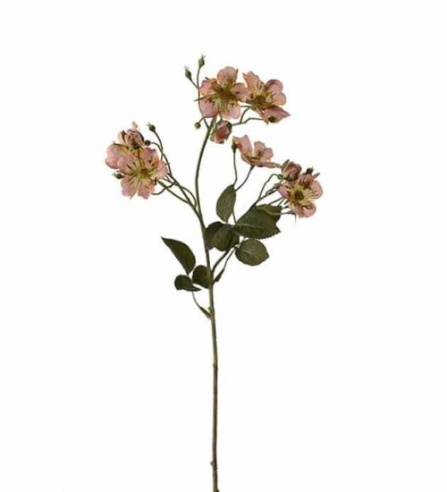 Japansk klätterros 35 cm Aprikos