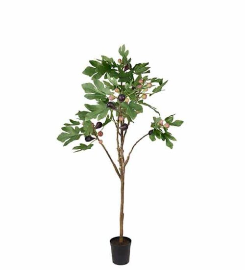 Fikonträd i kruka 140 cm